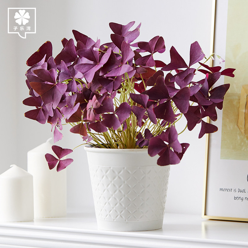 酢浆草盆栽带花奔四季室内小盆栽植物室内桌面少女心观花绿植好 崖崖的百货商行 淘优券