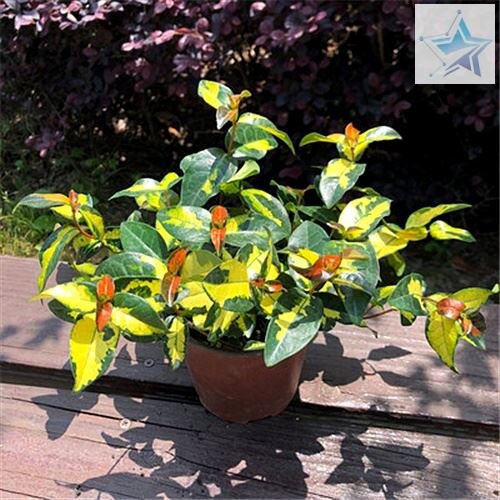 好养花叶络石喜阳植物盆栽金边吊兰四季常绿彩色办公蔓藤耐冬室内