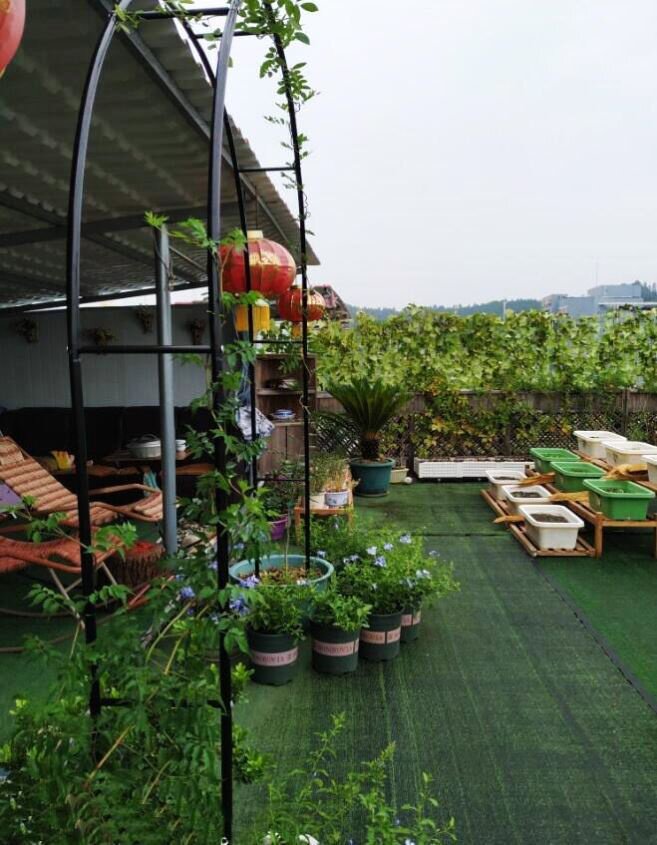 钢管拱门爬藤镀锌植物架铁葡萄花架月季户外架子园艺金色绿色艺 折236网