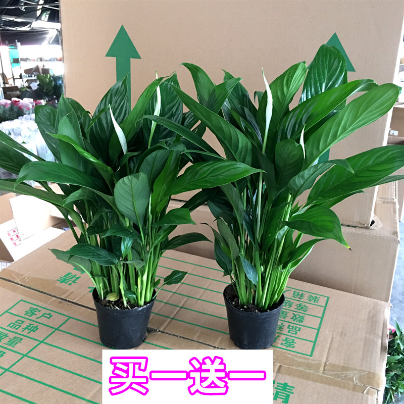 白掌大盆栽屋内植物花一帆风顺室内水养水培水里养的四季常开的花 U 淘优券