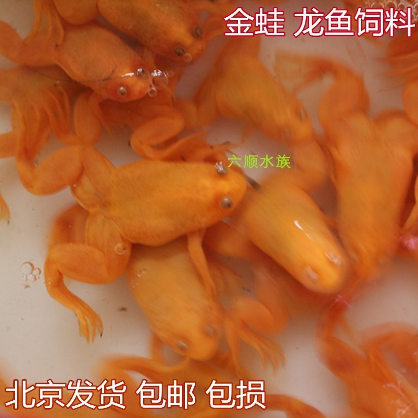 金蛙活物龙鱼饲料金蛙小金蛙金蟾蛙招财观赏蛙可爱宠物蛙水族青。