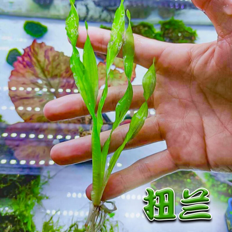 纽兰真水草缸植物鱼缸造景无需co2新手阴性水草纽兰扭兰活水草 小军精品1号铺 淘优券