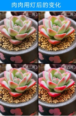 植物补光灯灯仿太阳日照多肉全光谱灯架落地室内养花灯家用普光