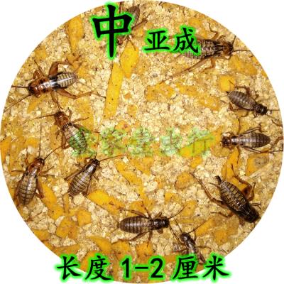 油葫芦蟋蟀活虫养殖黑蟋蟀鸟虫可食蟋蟀爬宠活食非斗蟋蛐蛐-图2