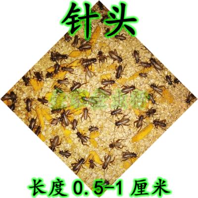 油葫芦蟋蟀活虫养殖黑蟋蟀鸟虫可食蟋蟀爬宠活食非斗蟋蛐蛐-图3