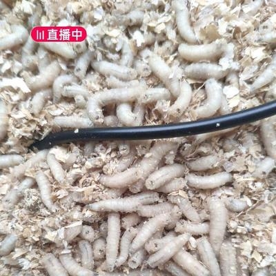 蛆虫淡水活虫专用伢子鲶鱼钓鱼龟天然秋季五谷虫黑坑白条仿生饲 虎窝淘