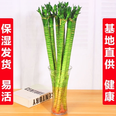 富贵竹水培绿植物招财竹绿萝室内开运竹水养花卉盆栽观音龙竹带根 虎窝淘