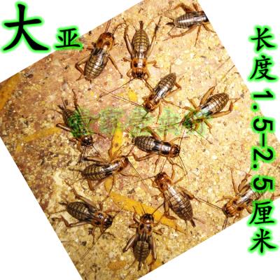 油葫芦蟋蟀活虫养殖黑蟋蟀鸟虫可食蟋蟀爬宠活食非斗蟋蛐蛐-图1