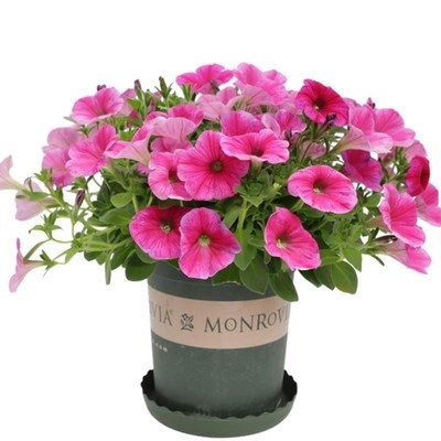 百万小铃花苗超级舞春花重瓣矮牵牛盆栽带花百万小玲花苗大苗小苗 虎窝淘