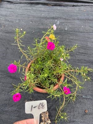 多肉植物优芽素爆侧芽细胞分裂素激素促花芽花卉生长素杰民种草 艳息百货商行 淘优券