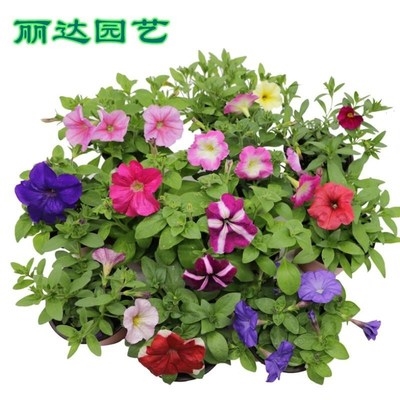 百万小铃花苗超级舞春花重瓣矮牵牛盆栽带花百万小玲花苗大苗小苗 虎窝淘