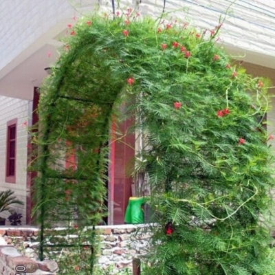 Courtyard iron arch flower stand climbing pergola ງ່າຍດາຍລະບຽງ rack grape ສວນນອກອອກແບບ arched ຮົ້ວປະຕູຮົ້ວ