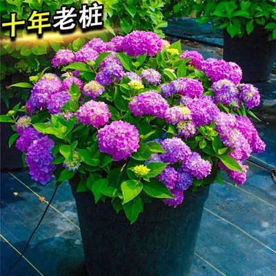 无尽夏绣球花夏花家养八仙花绿植好养盆栽加仑多年生花园特大阳台 虎窝淘