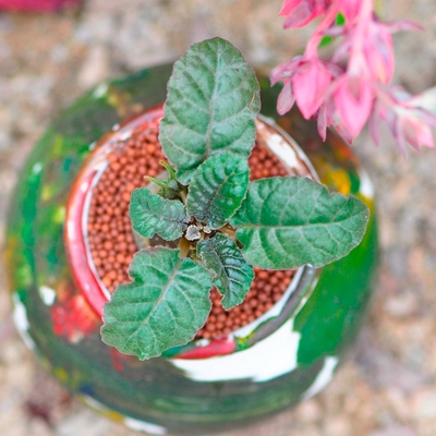 多肉绵叶琉桑植物办公室内趣味你带多肉植物 多肉绵叶琉桑植物办公室内趣味你带多肉植物