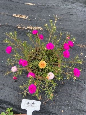 多肉植物优芽素爆侧芽细胞分裂素激素促花芽花卉生长素杰民种草 艳息百货商行 淘优券