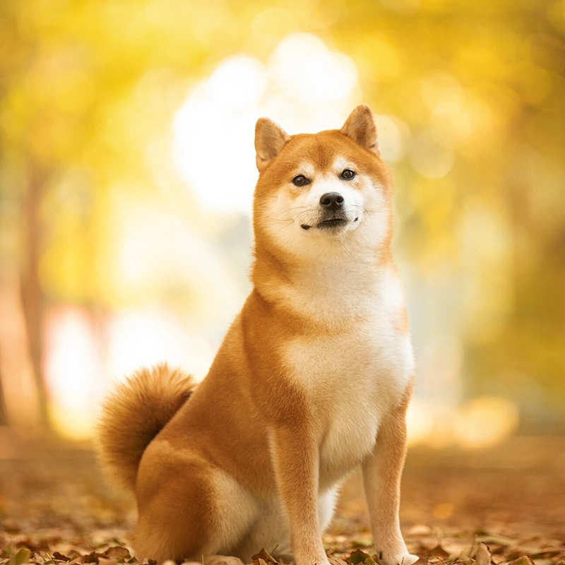 [双血统-带出生证明]日本柴犬幼犬纯种活体宠物狗家养豆柴赛级-图1