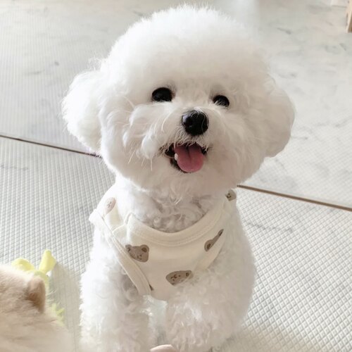 比熊犬 幼犬飞耳比熊纯种幼崽小体比熊狗狗茶杯犬 上海秋名山犬舍 - 图1