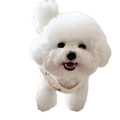 比熊犬 幼犬飞耳比熊纯种幼崽小体比熊狗狗茶杯犬 上海秋名山犬舍 - 图3