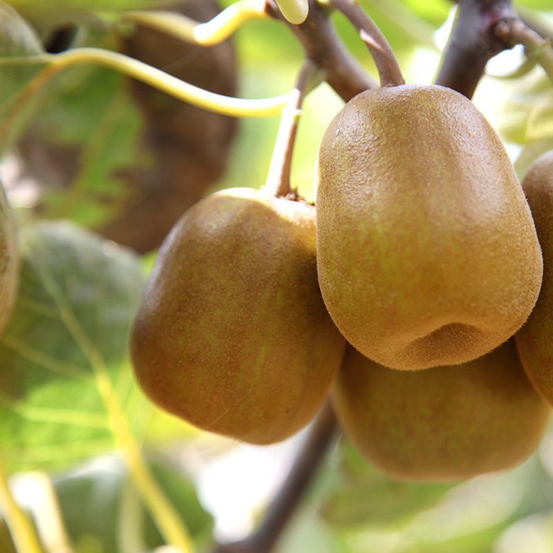 齐峰缘旗舰店齐峰奇异果四川红心猕猴桃新鲜应季孕妇水果整箱批发包邮2