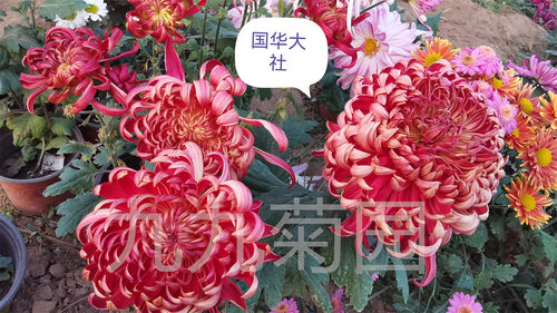 瑞云殿国华圣者盆栽重球形花苗室内阳台开花植物带花卉花期长耐寒 - 图2