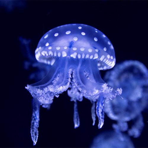 水母活物家养无毒小水母好养赤月海月巴布亚观赏海水水母活体宠物 - 图3