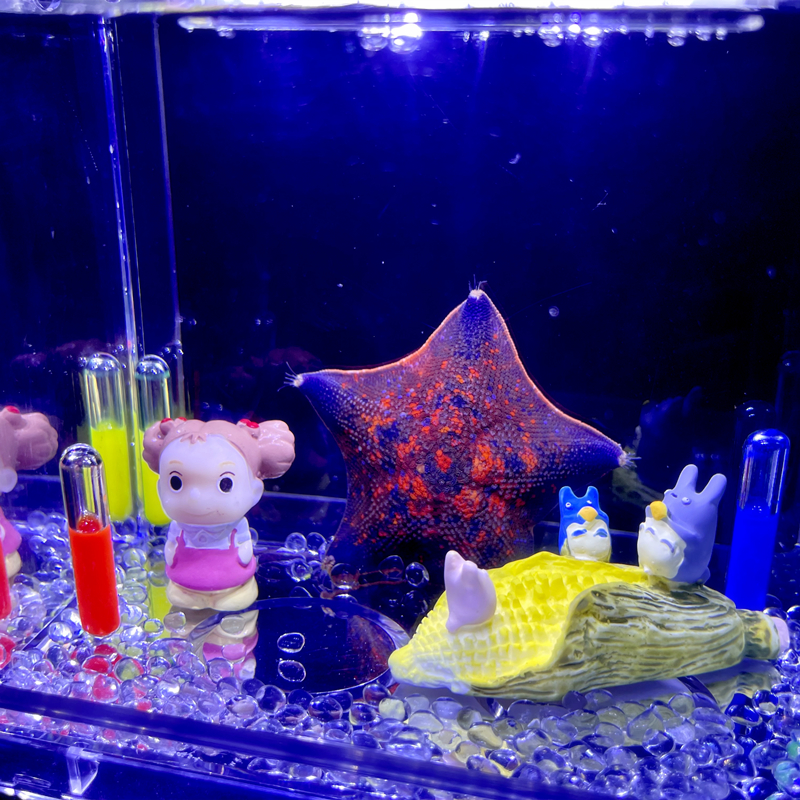 海星活宠物饲养套餐活体派大星家养小宠物学生宠物桌面造景生态缸 - 图3