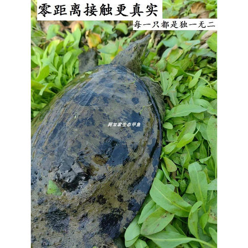 精选黑花甲鱼中华鳖乌鳖生态甲鱼视频挑货 - 图0