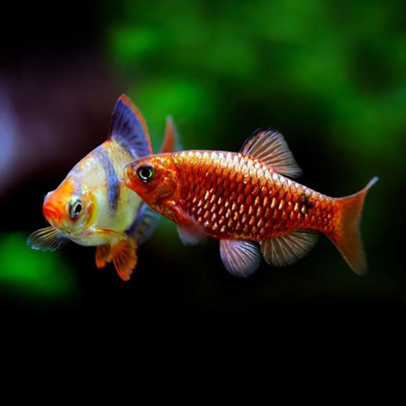 大号曼龙鱼热带鱼淡水鱼虎皮小型鱼金菠萝丽丽珍珠马甲接吻鱼活体,淘宝优惠券,粉丝福利购,淘宝优惠卷