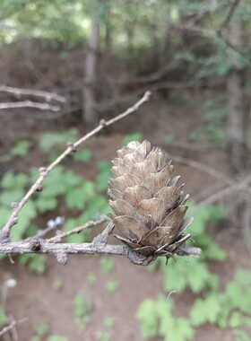 干花松果种花花盆垫底小松果松塔壳手工原材料 超便宜。