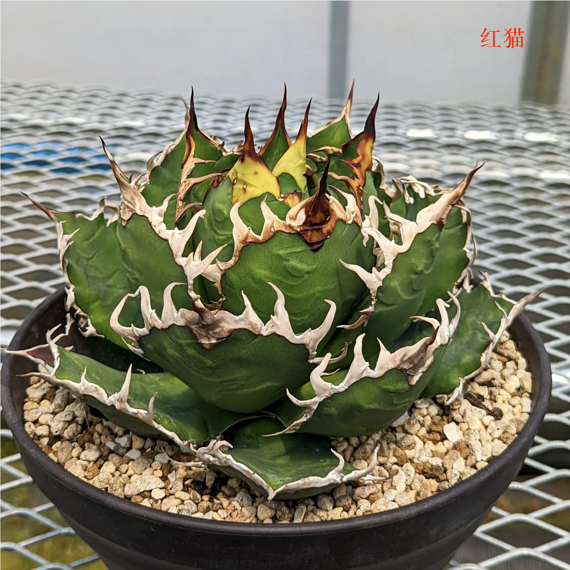 龙舌兰仁王冠Agave Titanota白鲸蕾丝姬仁凯撒立可白海王魔王白火-图0