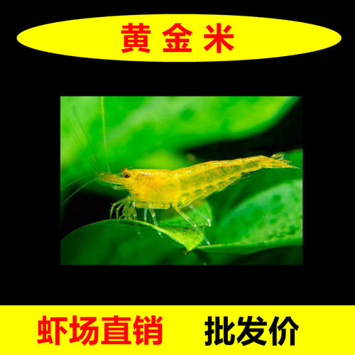 金背黄金米虾观赏虾淡水晶虾除藻鱼缸宠物虾香吉士冷水七彩色小虾 - 图1
