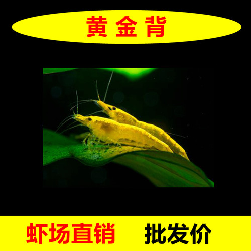 金背黄金米虾观赏虾淡水晶虾除藻鱼缸宠物虾香吉士冷水七彩色小虾 - 图0