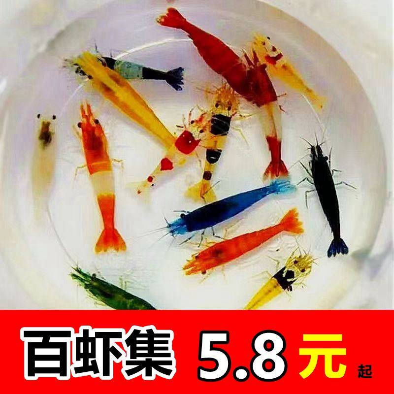观赏虾淡水除藻虾极火虾黄金背蓝宝石虾黑壳虾七彩米虾草缸宠物虾