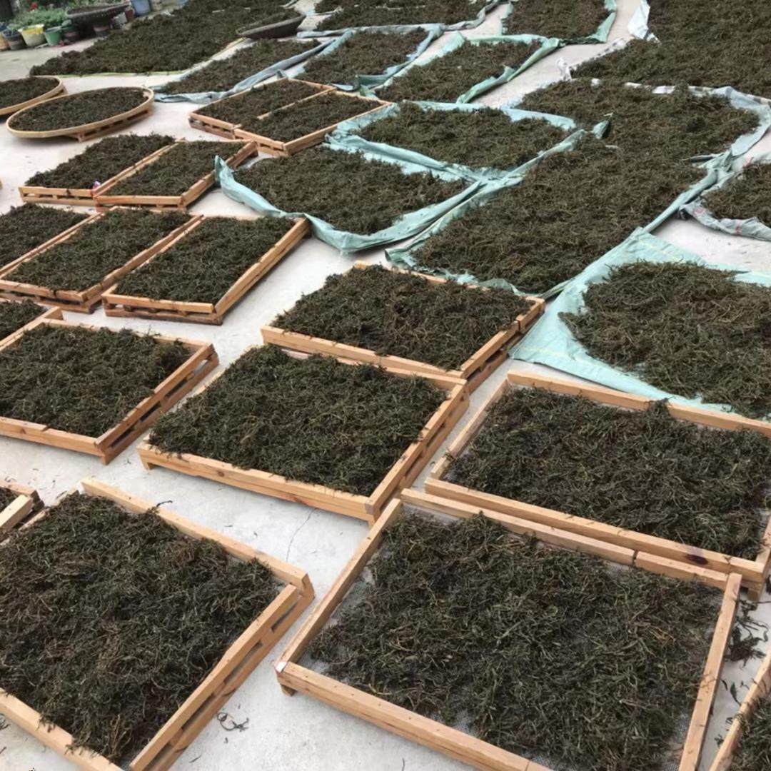 普洱景迈古树螃蟹脚云南特产香气足回甘甘甜味道纯正纯料春茶批零,淘宝优惠券,粉丝福利购,淘宝优惠卷