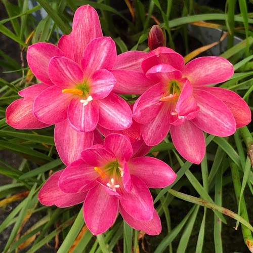 球迷花园风雨兰种球胖丽丽夏秋季开花球重瓣四季盆栽花卉新手可种 - 图2