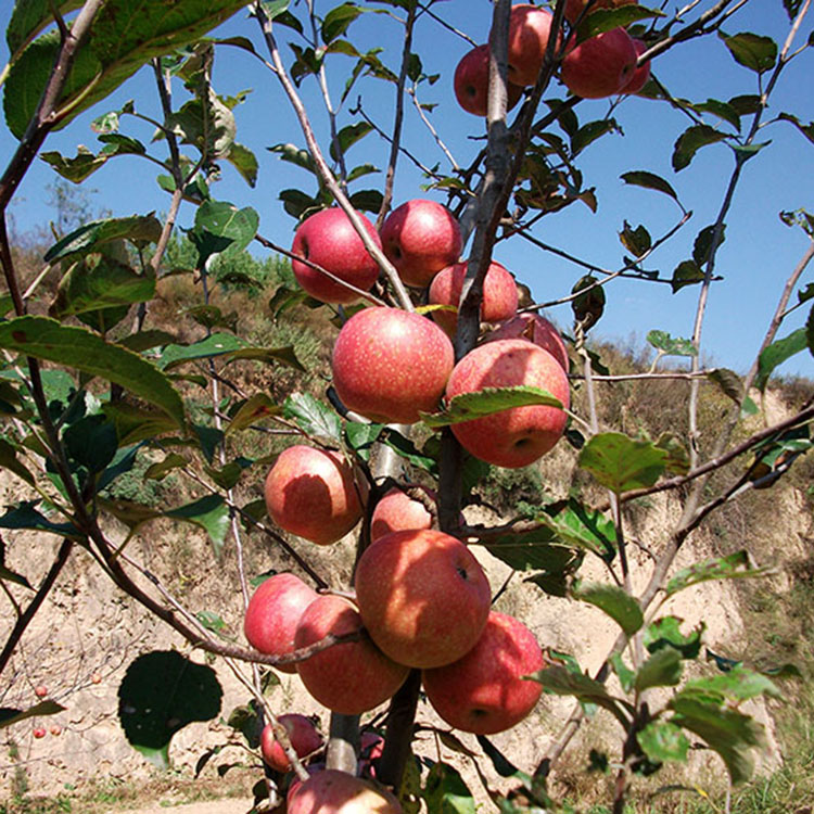 农家自产新鲜秦冠苹果不套袋不打蜡无农药天然苹果非转基因 12斤-图1