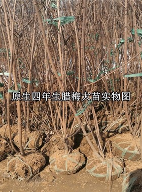 素心树苗地栽当年开花盆景