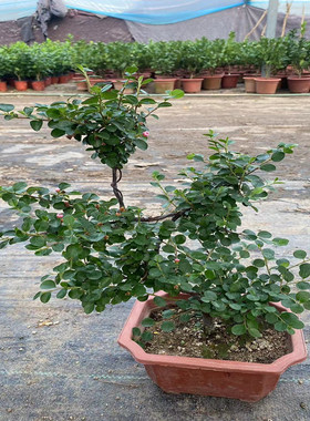 珍珠梅珍珠梅花苗盆栽珍珠梅盆景造型室内外开花绿色植物苗盆景