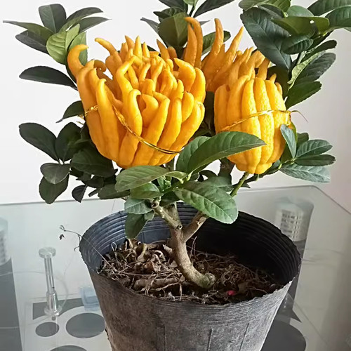 佛手苗金佛手树苗带花果四季阳台室内盆栽庭院种植佛手柑当年结果 - 图2