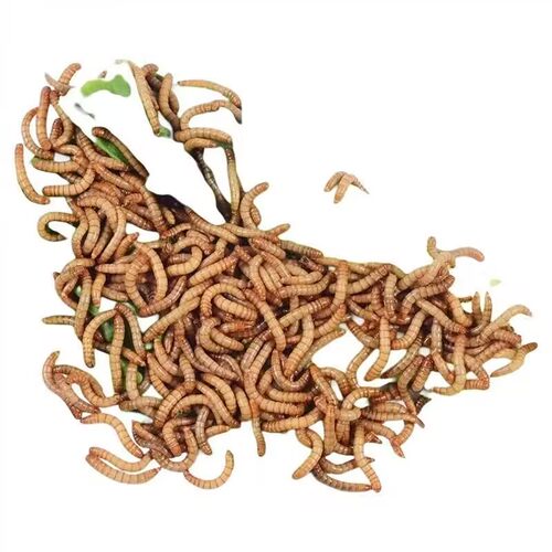 鲜活虫鱼饲料种虫活体面包虫一斤龙鱼八哥画眉鸟血鹦鹉宠物活虫 - 图3