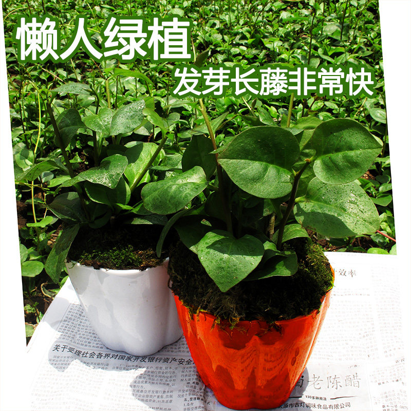 藤三七植物苗盆栽爬藤绿萝室内客厅野外鲜花卉多肉绿