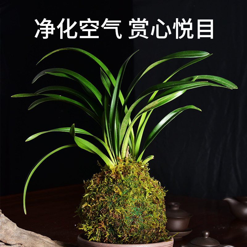 苔藓球室内水培植物兰花石斛迷你盆栽创意室内办公室客厅桌面观赏,淘宝优惠券,粉丝福利购,淘宝优惠卷