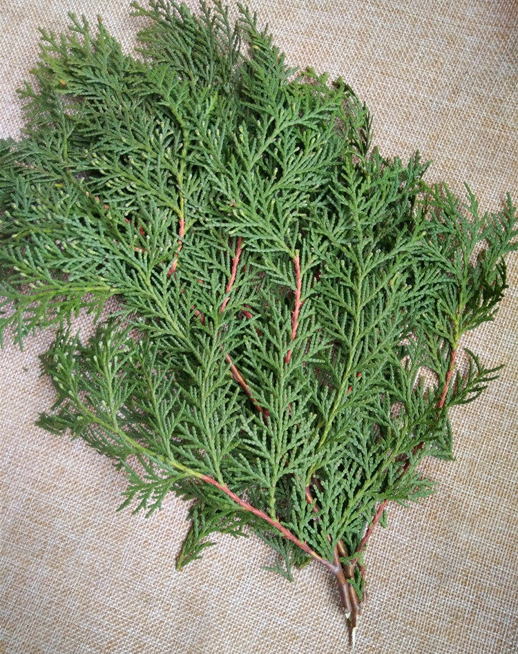 野生新鲜侧柏叶3斤 扁柏叶乌发防脱发洗发水柏树叶泡酒生发增发水 - 小编推荐 - WePost 全民代运 - 马来西亚中国淘宝代运与集运专家
