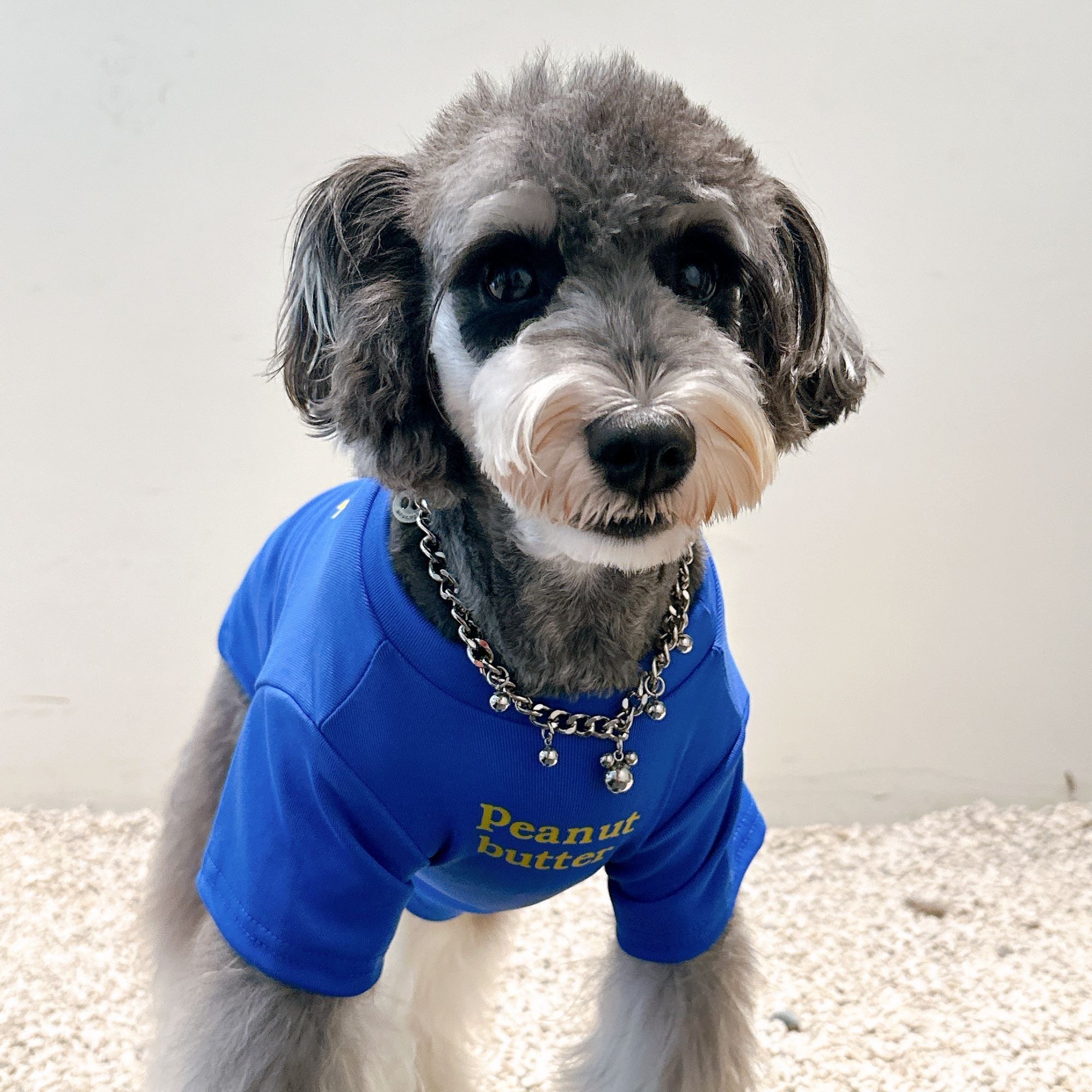 春秋冬新款狗狗衣服潮牌透气雪纳瑞泰迪比熊博美茶杯犬衣服可爱,淘宝优惠券,粉丝福利购,淘宝优惠卷