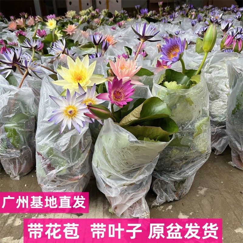 睡莲盆栽带花苞黑美人四季室内阳台水培花苗荷花植物水养花卉