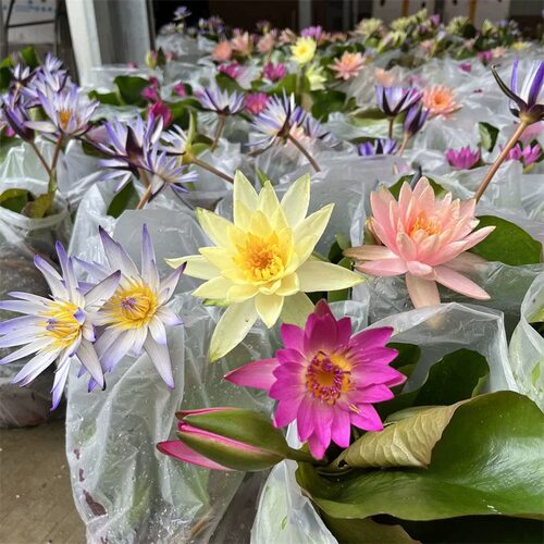 睡莲水培植物带花苞发货四季池塘鱼缸水生植物庭院莲花荷花苗 - 图2