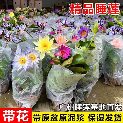 睡莲水培植物带花苞发货四季池塘鱼缸水生植物庭院莲花荷花苗 - 图1