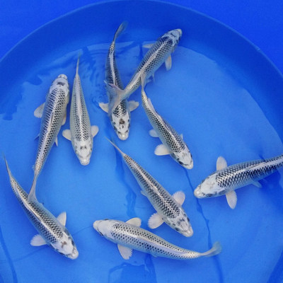 纯种银松叶锦鲤精品金松活体鱼红白三色观赏鱼喂食冷水鱼练手鱼 - 图1