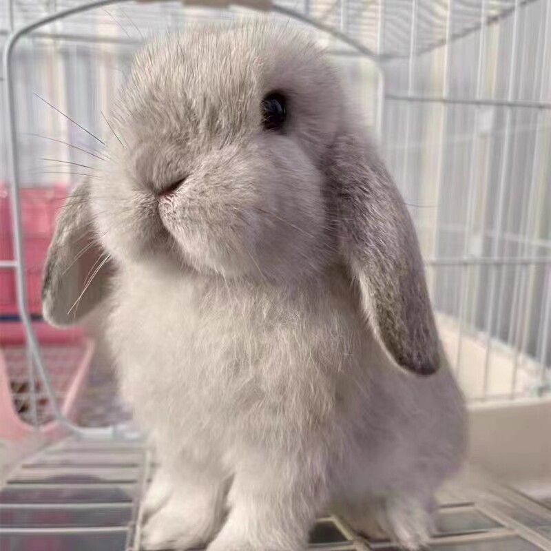垂耳兔子活物 儿童家养宿舍迷你小体型宠物兔荷兰血统 折耳兔活体,淘宝优惠券,粉丝福利购,淘宝优惠卷