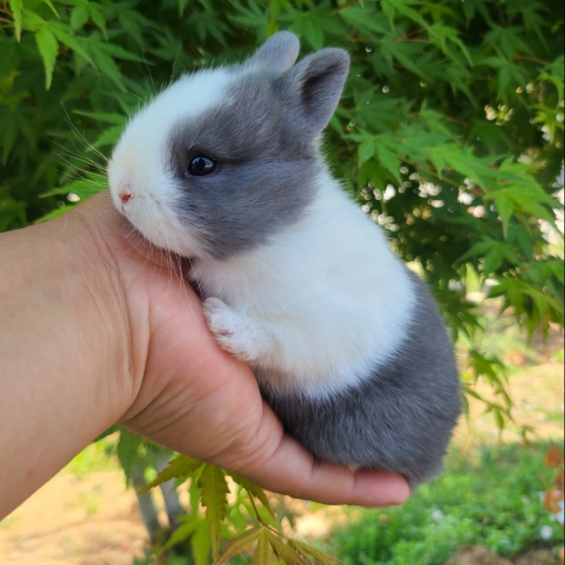 小型宠物兔子活物侏儒兔儿童好养寝室海棠道奇迷你兔垂耳兔活体 - 图1